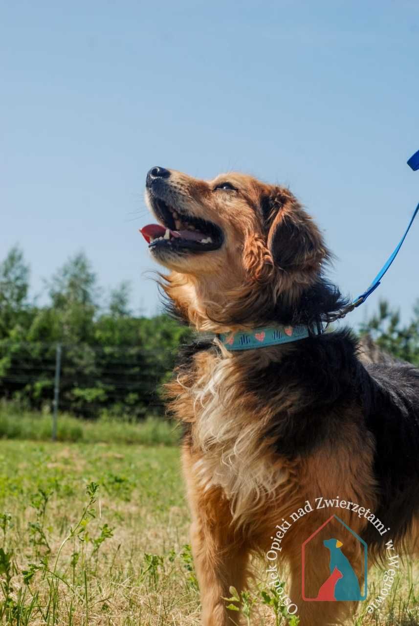 Bardzo fajny, przyjazny, śliczny  piesek Balto szuka domu!