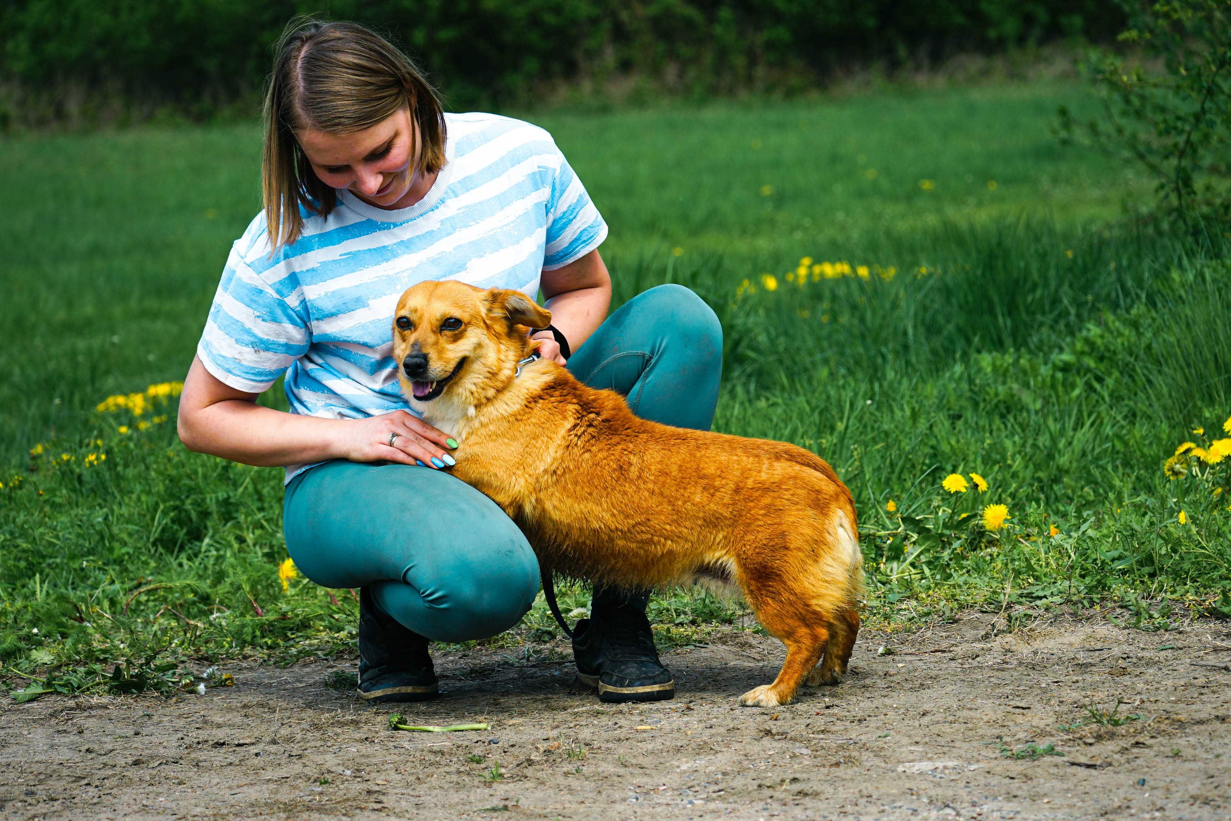 MIKA - śliczna sunia w typie corgi