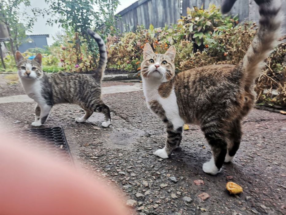 Віддам кошенят хлопчиків