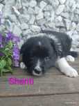 Border collie śliczna suczka przebadani rodzice