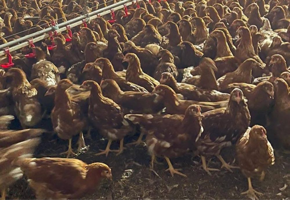 Продаж птиці