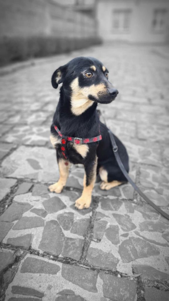 Zdążyć przed schroniskiem... Domek na cito dla 6kg Gucia!
