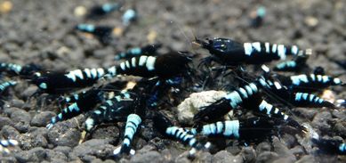 Krewetki Caridina Pinto Zebra Black ZAMIANA GRATIS PROMOCJA