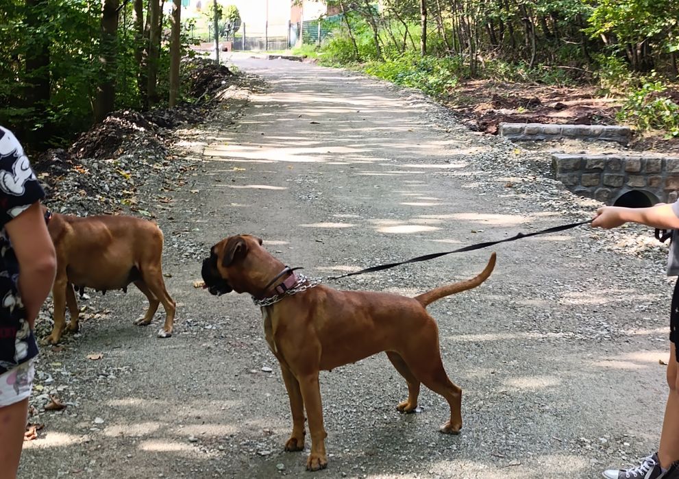 Suczka Daisy bokser szczeniak szzenię szczeniaki