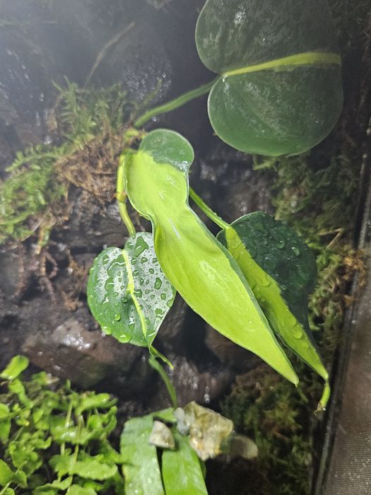 Terrarium tropikalne 60x40x100 powiększona wentylacja kameleon