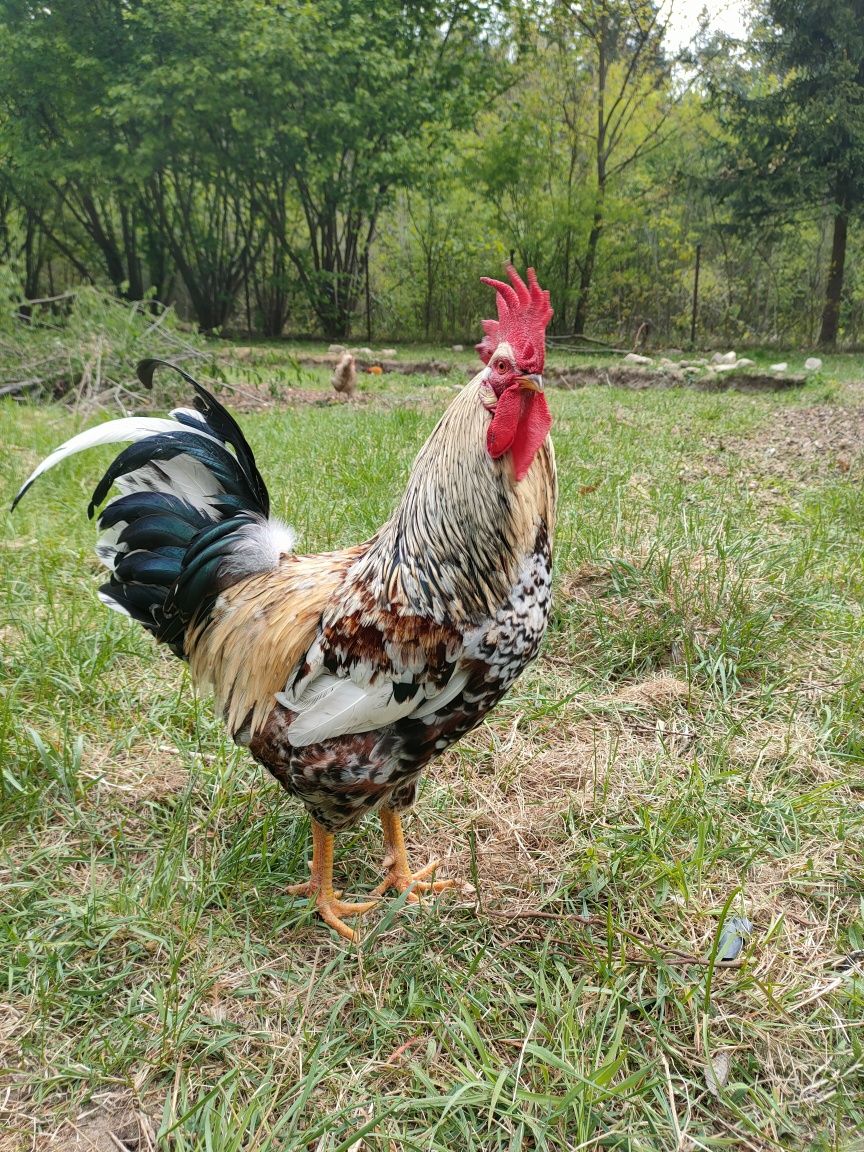 Sprzedam Kury Leghorn , Koguty Zielonóżki, Zagrodowe , Karmazyn