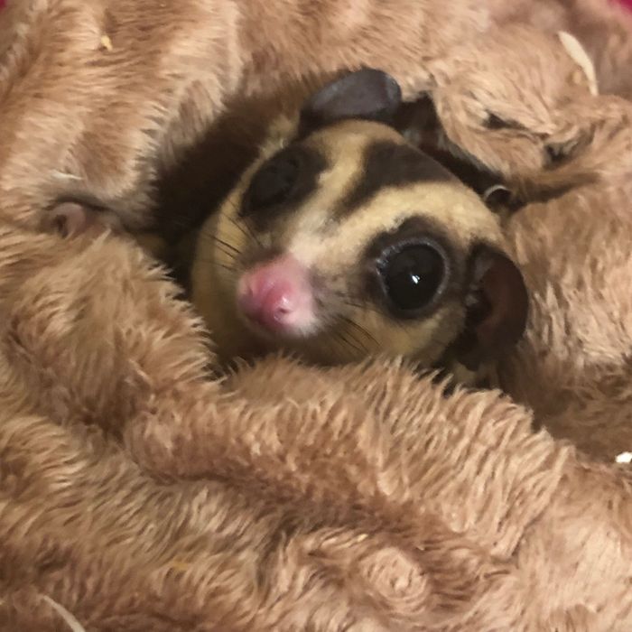 Młode Lotopałanki | Sugar Gliders