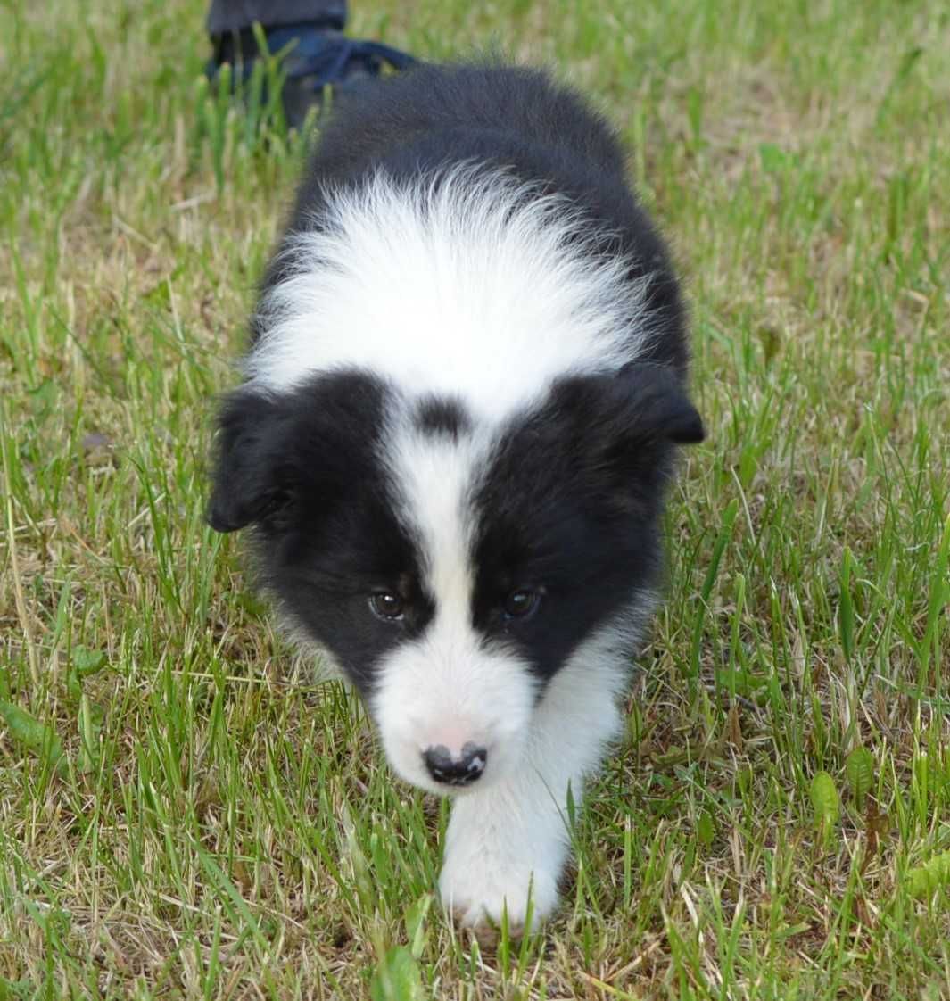 Czarno Biały Piesek Border Collie ZKwP FCI gotowy do odbioru