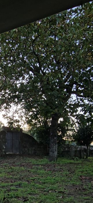 Árvore Nogueira para lenha