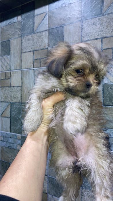 Йоршерські терʼєри золотисті( голдаст)