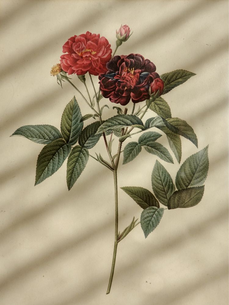 Obraz rama rycina grafika róża kwiat kwiaty vintage