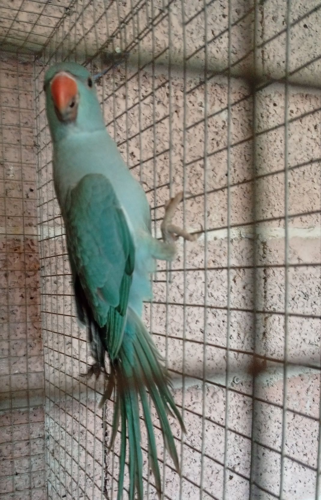 Ring neck azul f