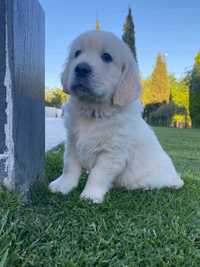 Golden retriever  Macho- Exímio