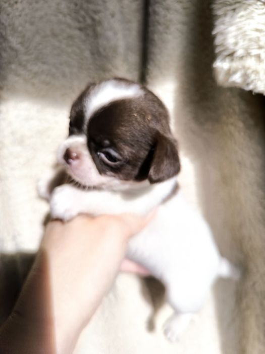 Chihuahua  Super Mini. Menina. Branco e chocolate .Cabeça de maçã.