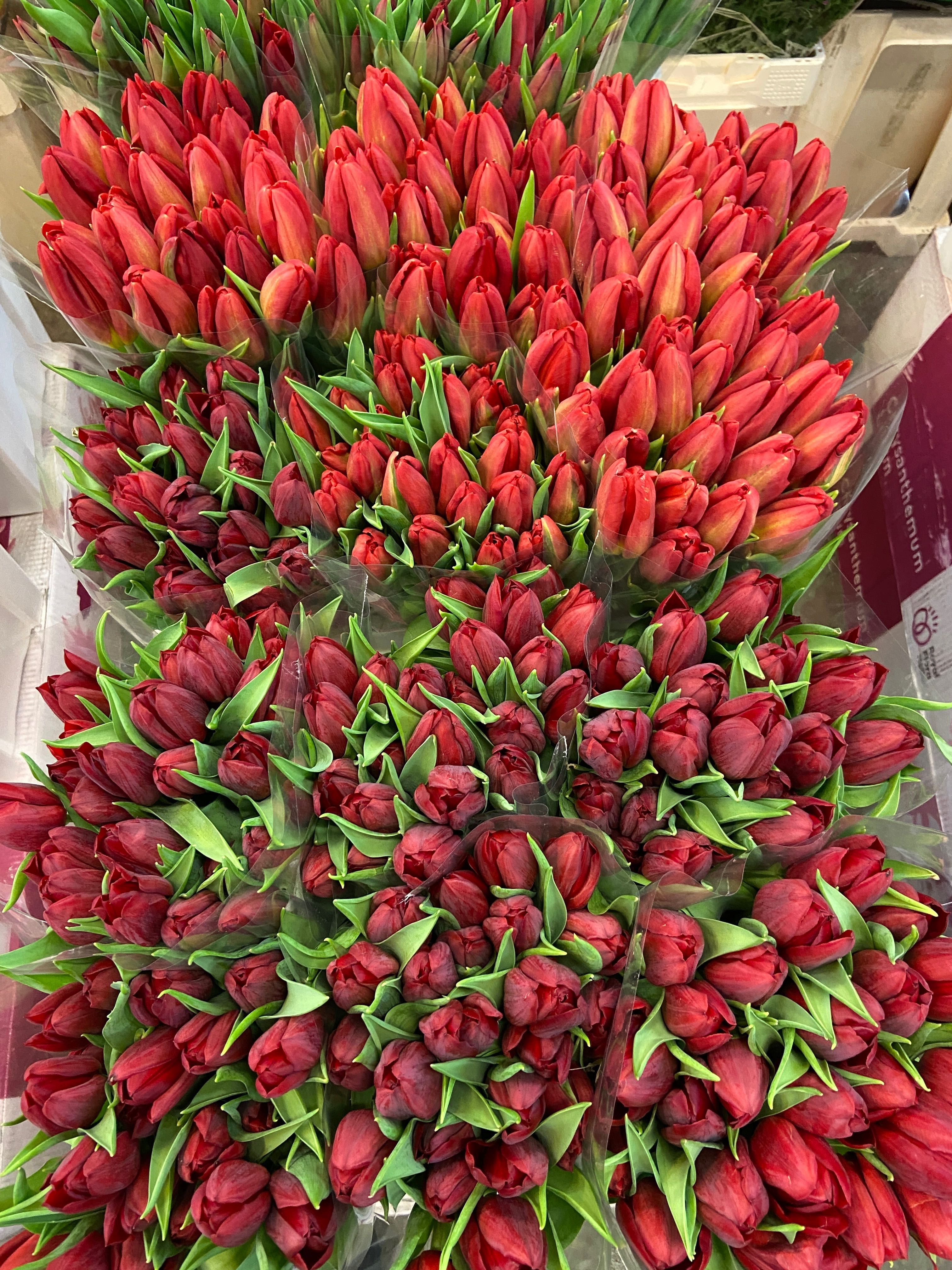 Kwiaty róża tulipan czerwienne białe różowe gurt cena magazyn rabatu