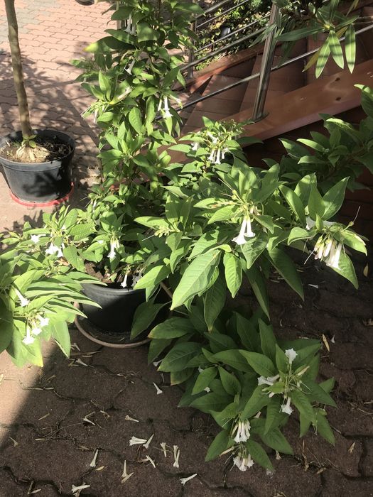 Iochroma wieksza o kwiatach bialych