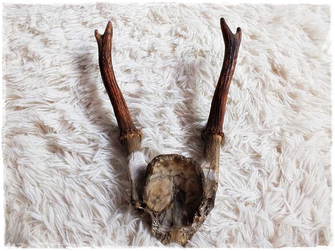 Parostki nr12 młodego kozła jelenia z czaszką długość 17cm Trofeum