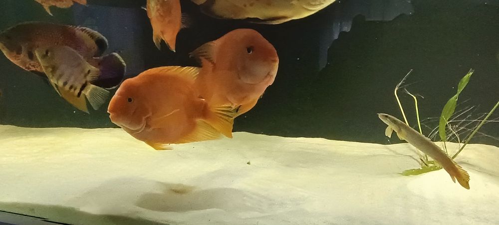 Casal de Peixe Papagaio