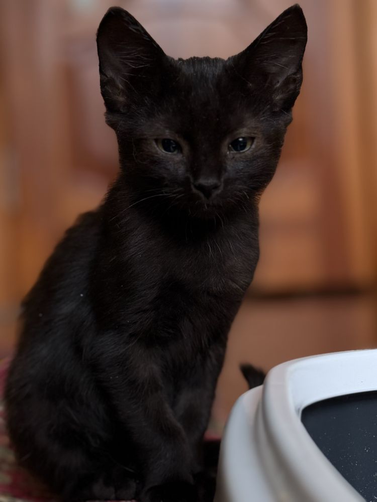 Кошенята шукають родину