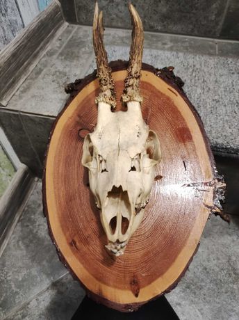 Trofeum myśliwskie - czaszka koziołka