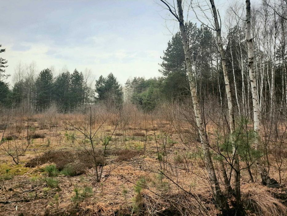 Działka z możliwością zabudowy Pawłowa dobry dojazd do Pabianic