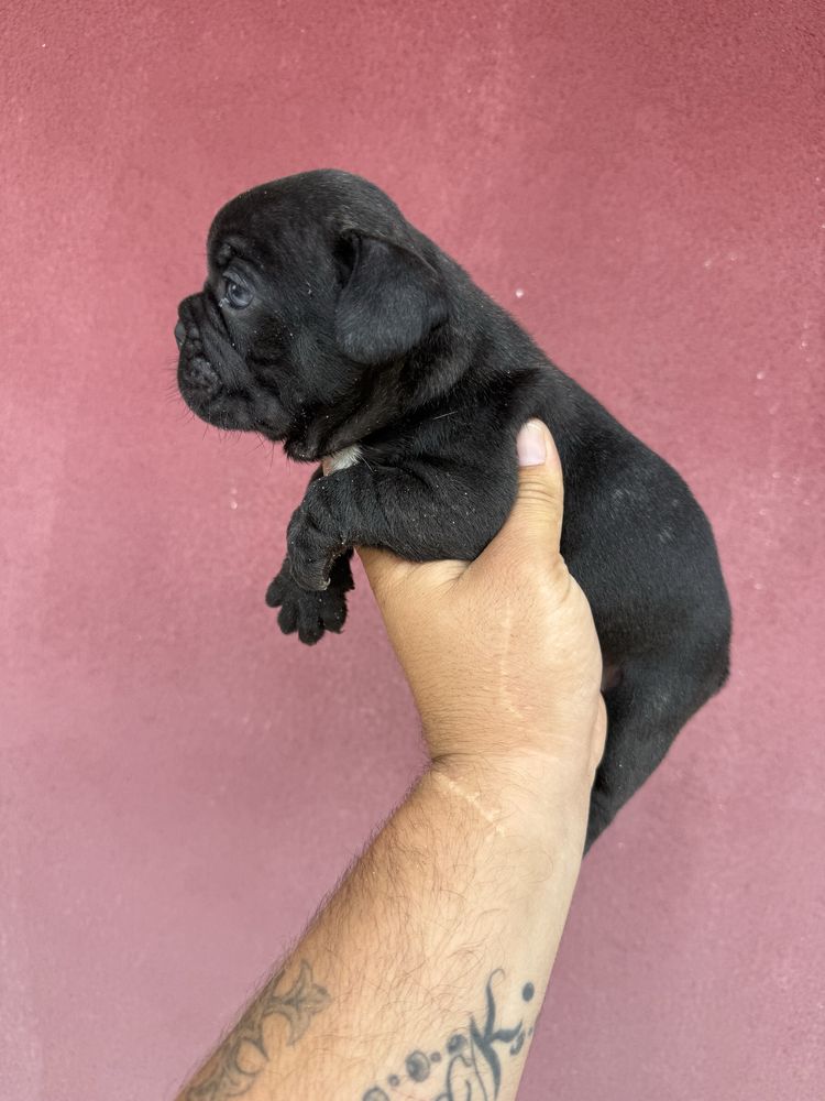 Buldogue Frances Menino