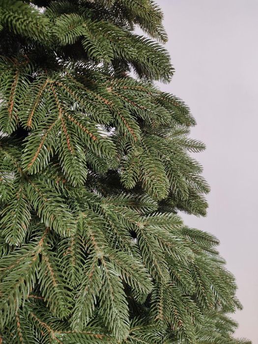 Ялинка лита Швейцарська