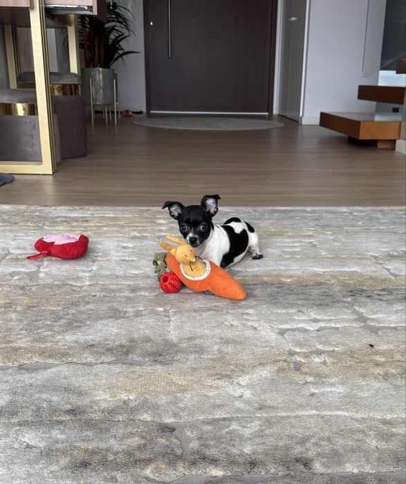 Excelente mini Chihuahua/Chiuaua de Qualidade