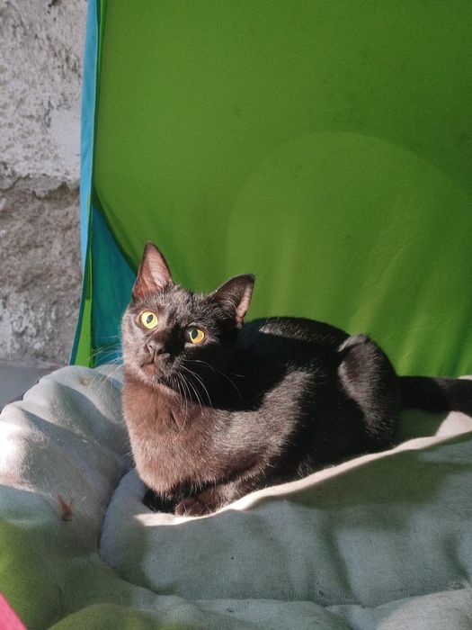 Lia  - 6/7 meses para adopcao