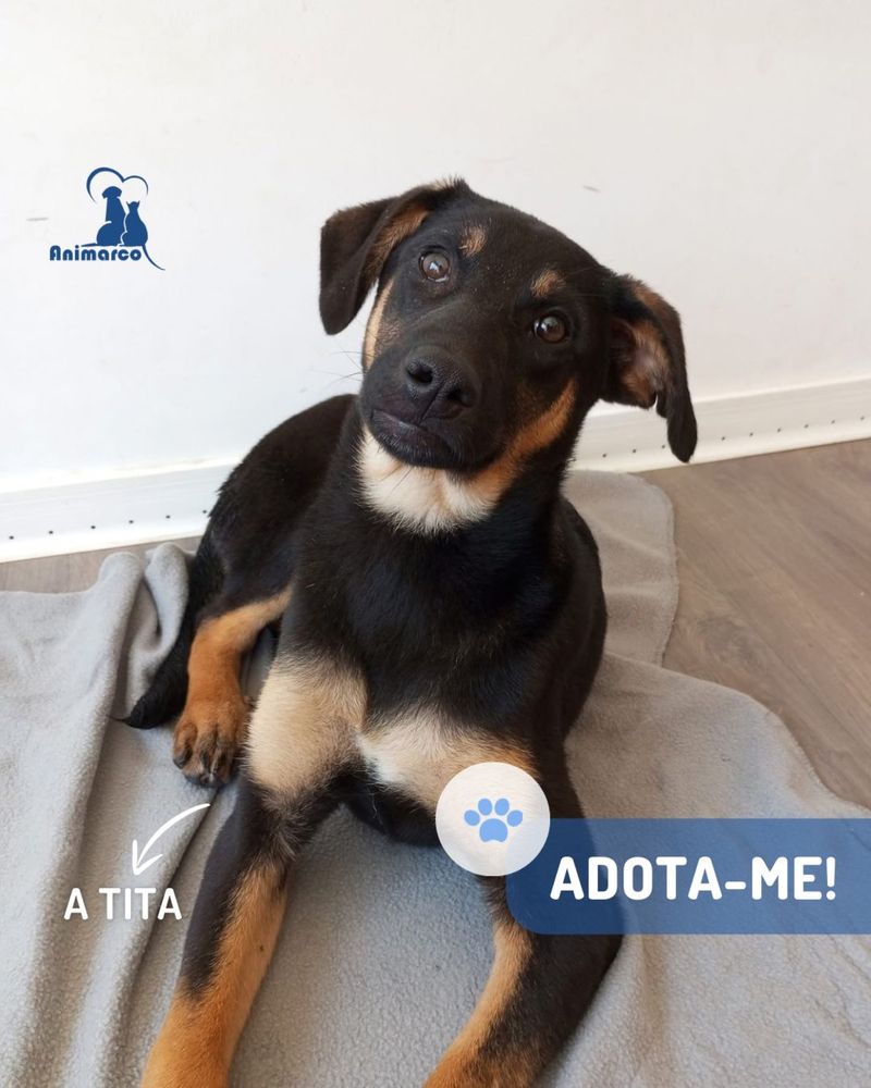 Tita cadela jovem porte medio
