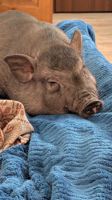 Карликовая свинка (минипиг) мальчик