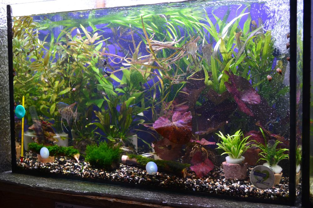 Аквариумные рыбки и растения Алексеевка