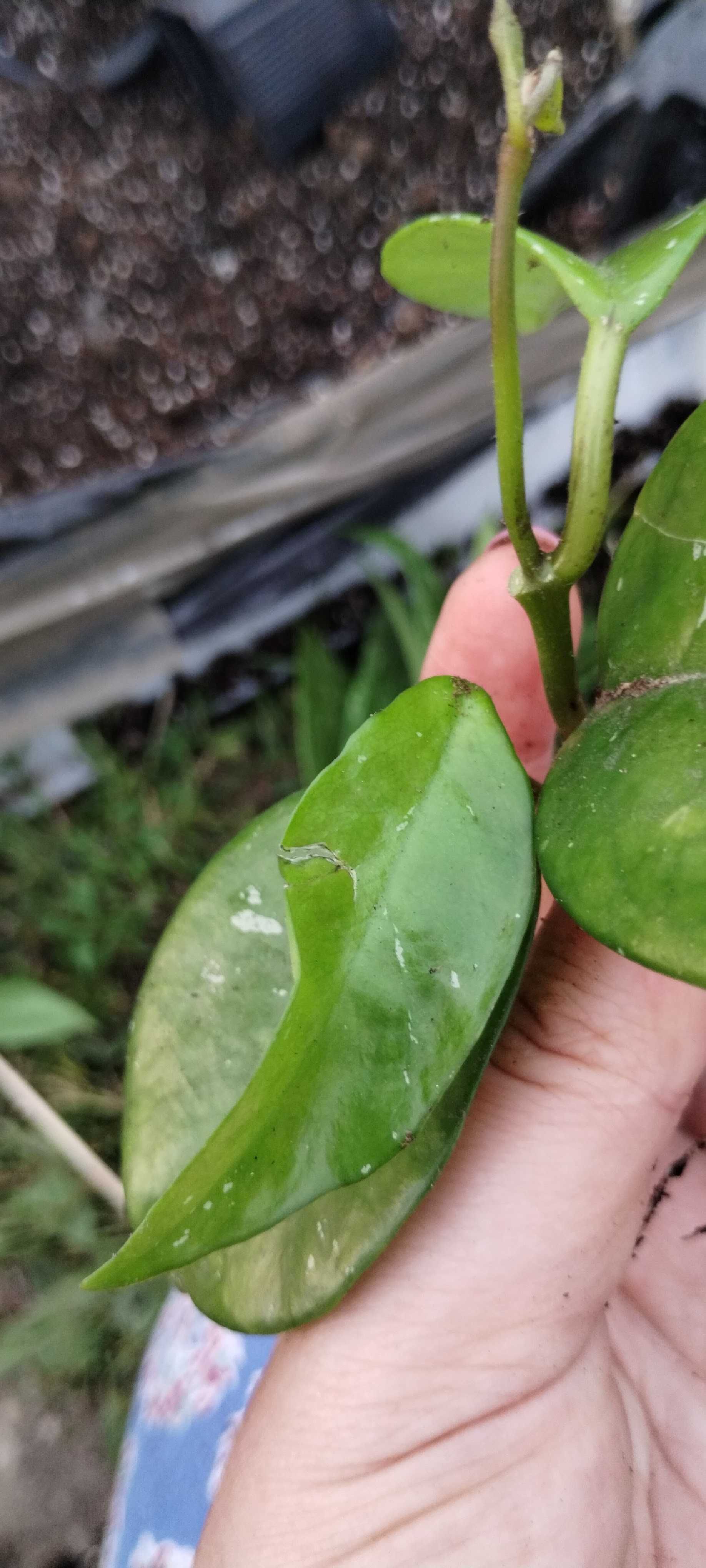 hoya splash, większa sadzonka