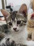Gatinhos para doar