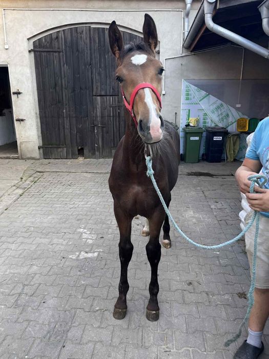 Źrebica śląska Lissa