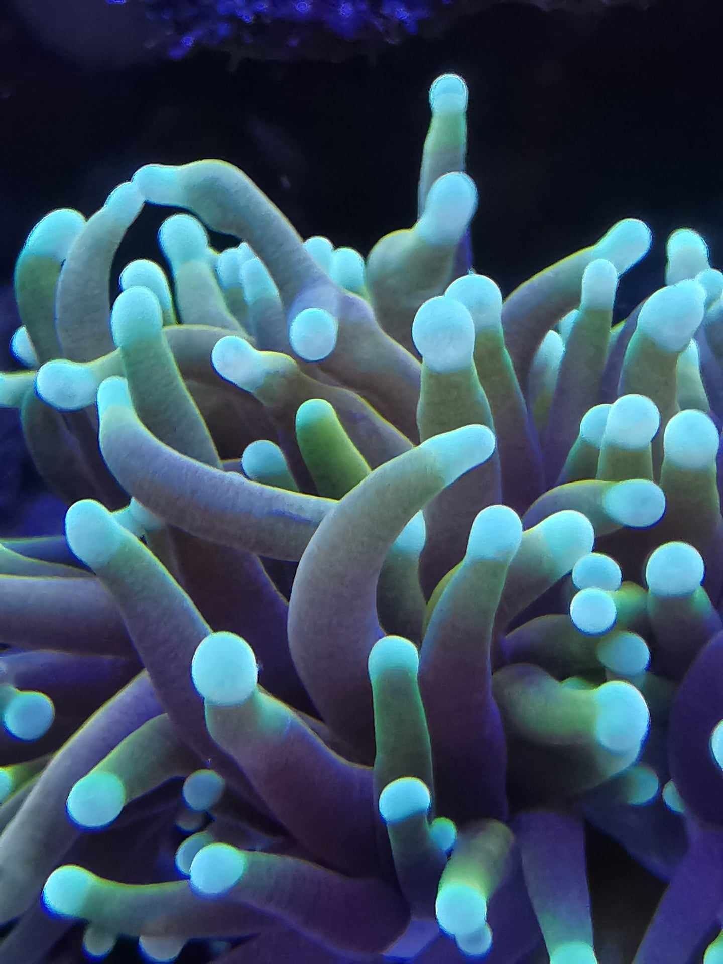 Euphyllia Glabrescens. Koralowiec, akwarium morskie, korale, nemo