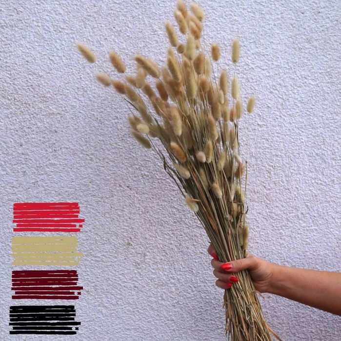 dmuszek jajowaty suszony lagurus naturalny 70cm