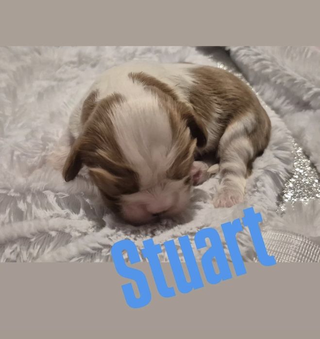 Cavalier King Charles spaniel DNA sunia