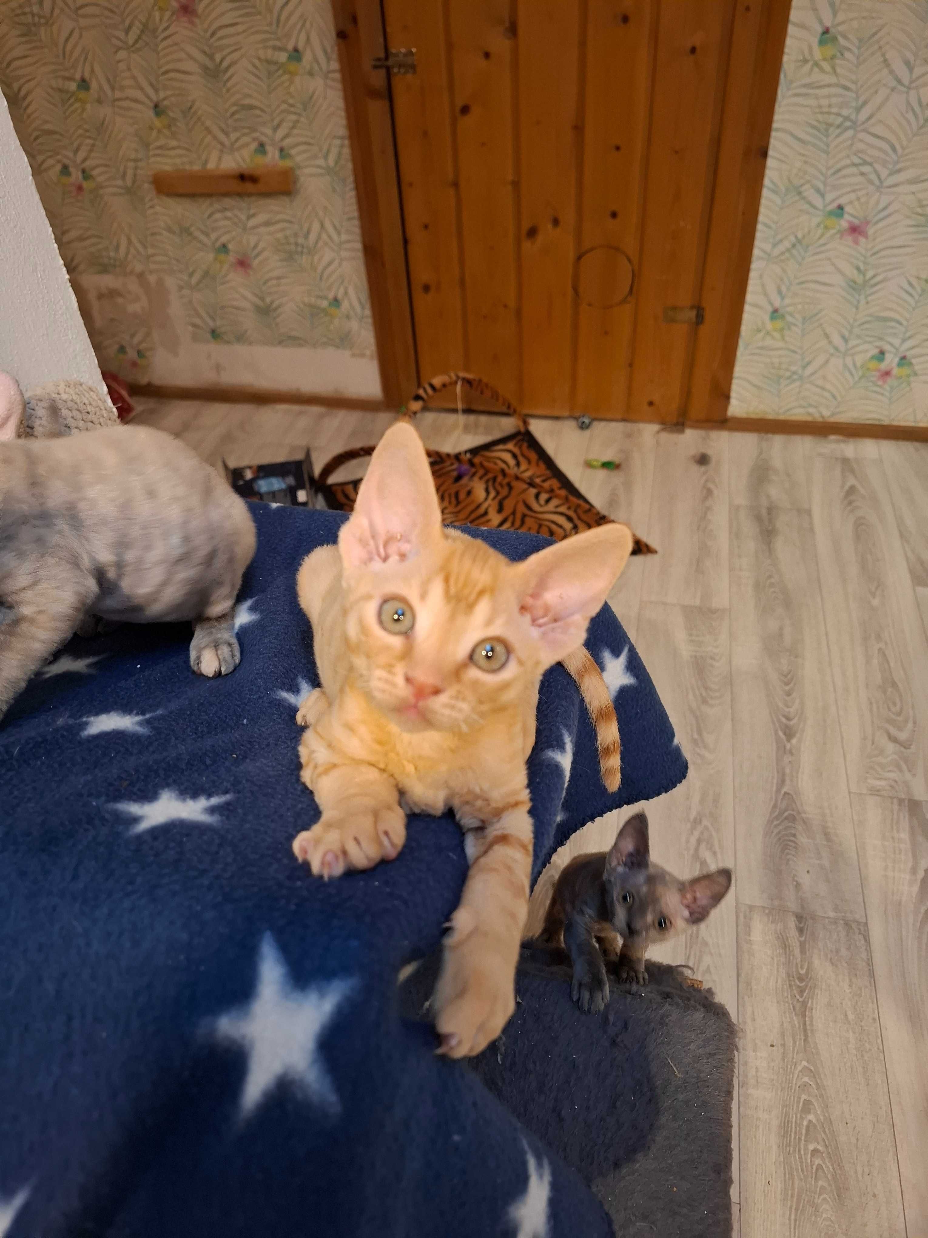 Rudy devonekTeddy