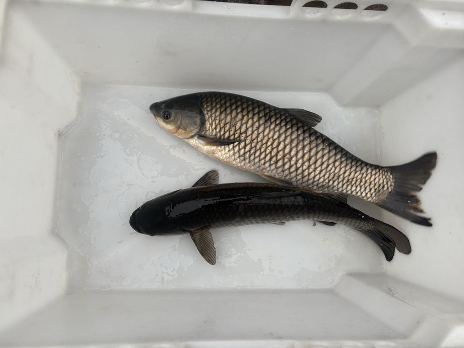 Karp,amur, lin , tołpyga , szczupak, sum , karaś , jesiotr