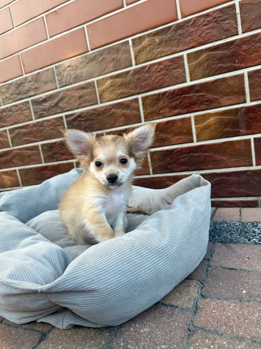 Chihuahua sunia długowłosa szczeniak