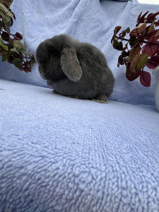 Дівчинка NHD,карликові кролики,блакитний окрас