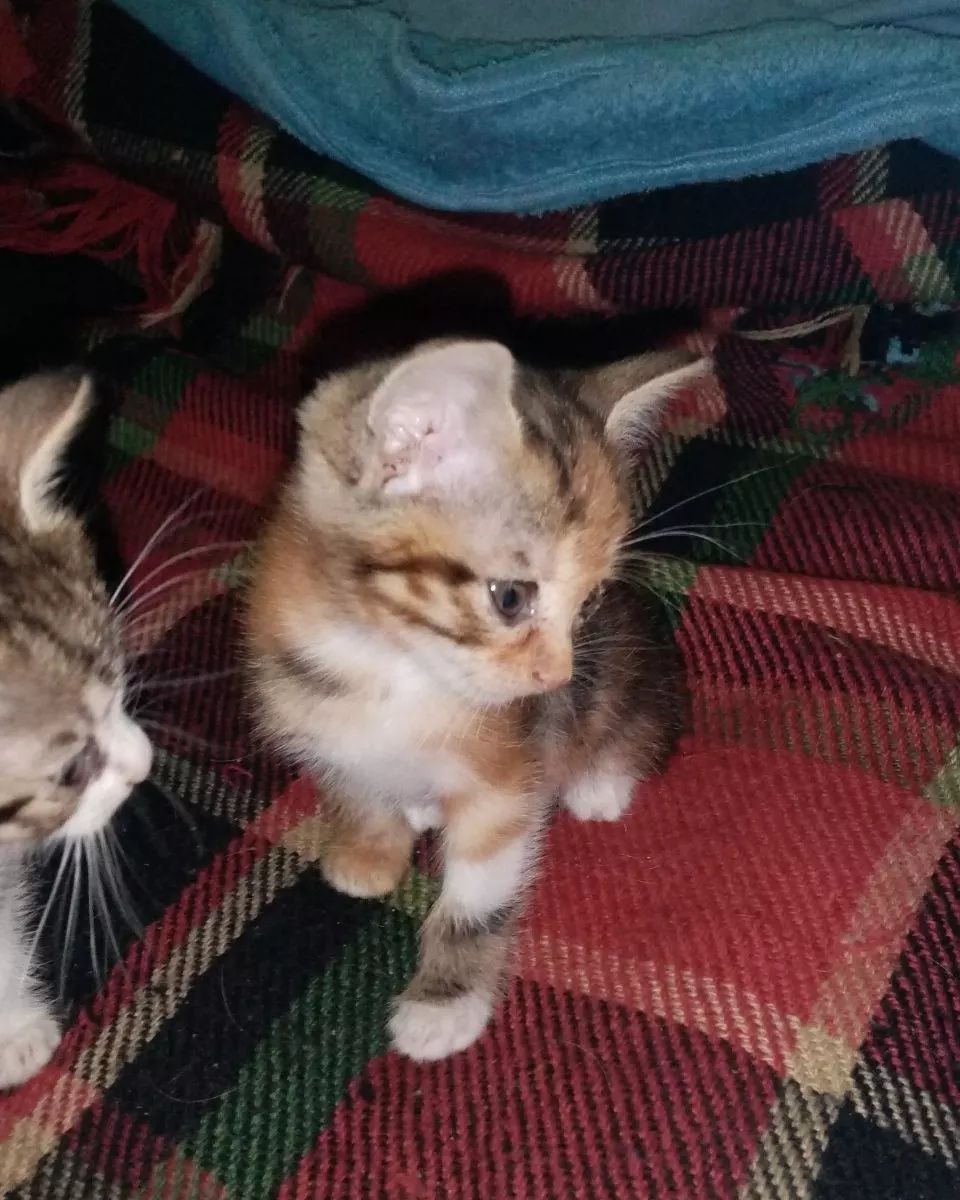 БЕСПЛАТНО отдаём хороших котят!!