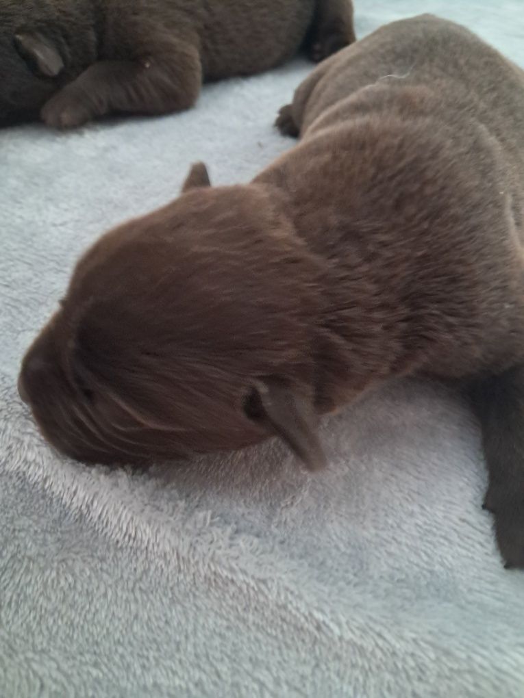 Labrador retriever