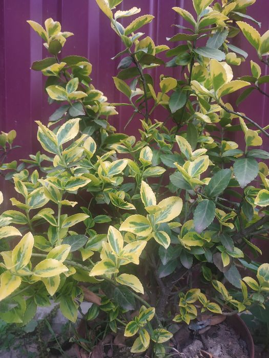 Бересклет древовидний