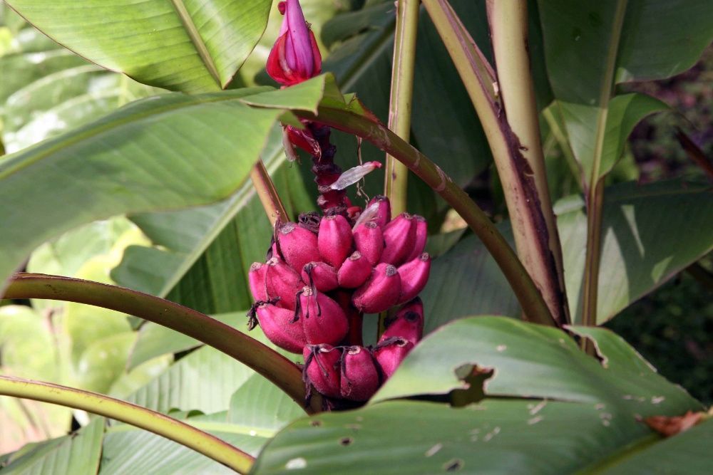 Banana Rosa (3 sementes) - musa velutina