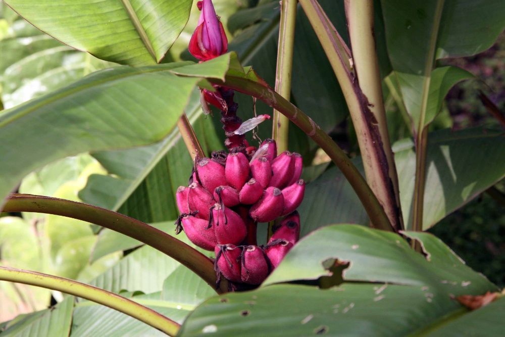 Sementes de Banana Rosa - musa velutina