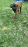 Cane corso italiano
