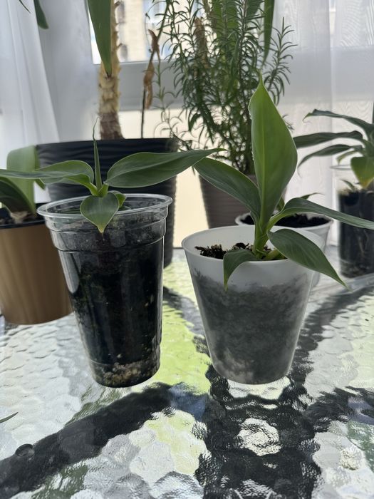 Продам банан кімнатний