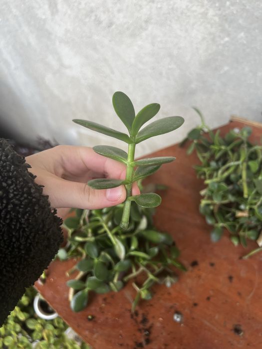 Толстянка , денежное дерево